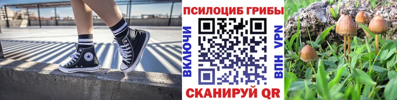 Псилоцибиновые грибы мухоморы  закладки  Кедровый 
